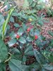 IMG-20170121-WA0028