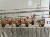 IMG_1369